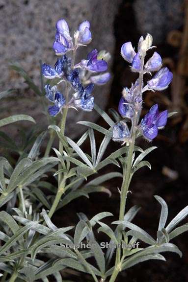 lupinus argenteus 1 graphic